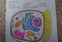 Animal cell coloring - answer key