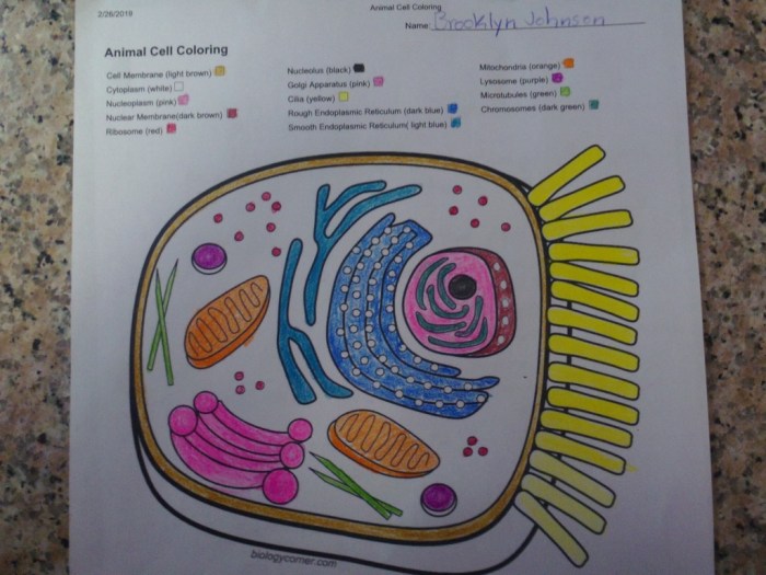 Animal cell coloring - answer key