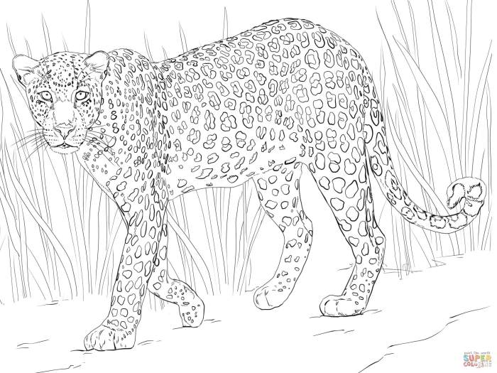 African animals coloring books