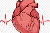 Human heart drawing pinterest easy