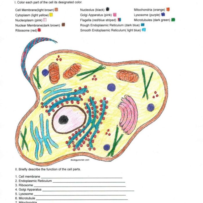 Animal cell coloring - answer key