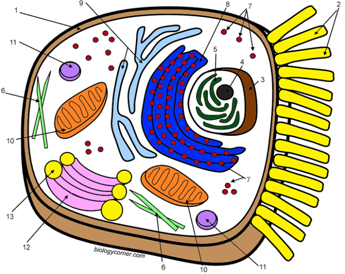 Animal cell coloring - answer key