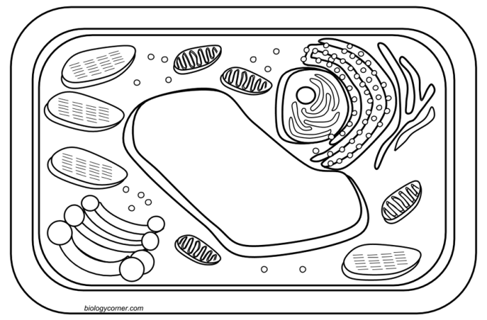 Coloring sheets for plant and animal cells