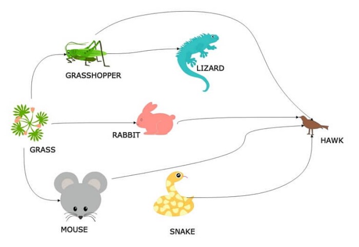 Food web easy drawing 20 egnisams