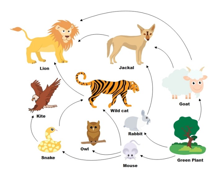 Food web easy drawing 20 egnisams