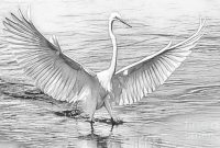 Black and white egret drawing easy