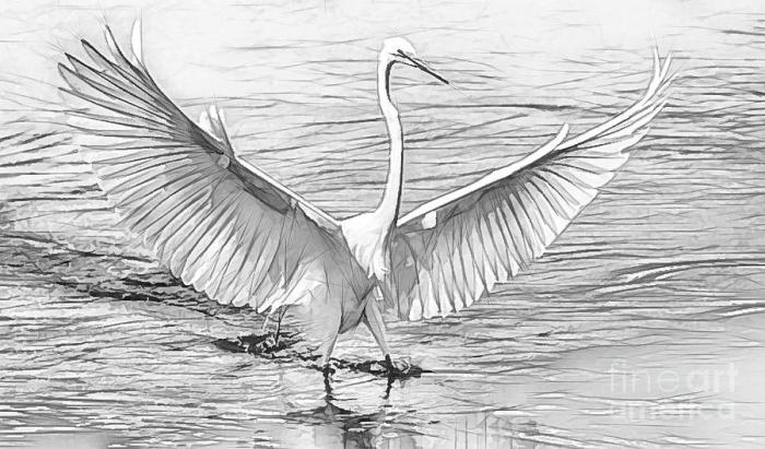 Black and white egret drawing easy