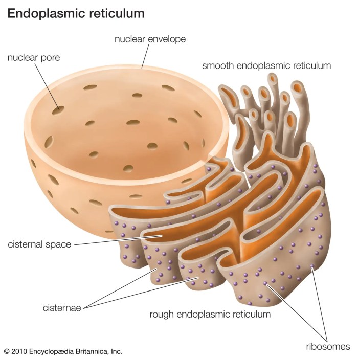 Endoplasmic reticulum in a cell easy drawing