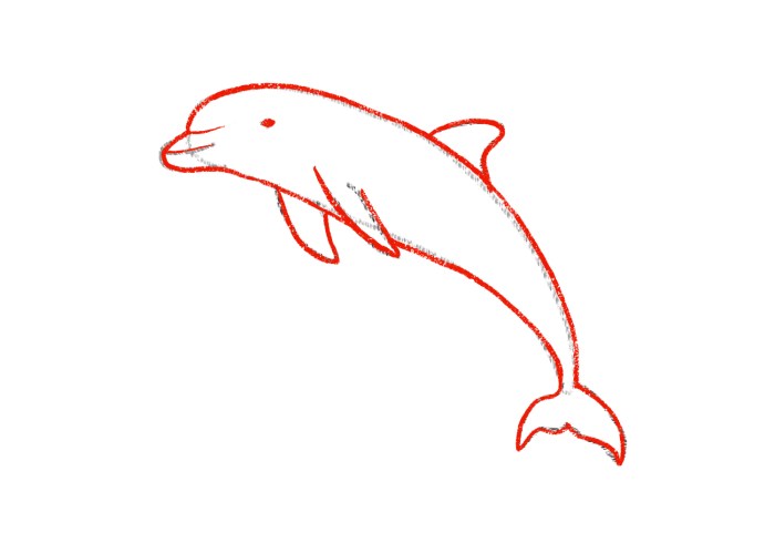 Dolphin