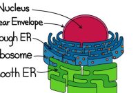 Endoplasmic reticulum in a cell easy drawing