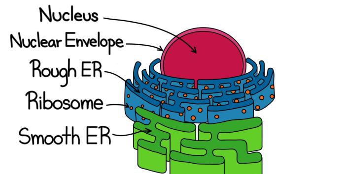 Endoplasmic reticulum in a cell easy drawing