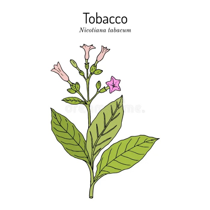 A easy drawing of tobacco