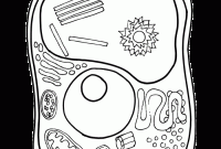 Animal cell coloring pages